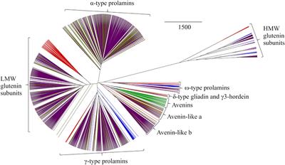 Mapping Coeliac Toxic Motifs in the Prolamin Seed Storage Proteins of Barley, Rye, and Oats Using a Curated Sequence Database